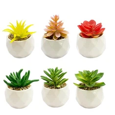 Кустарники зеленого фальшивого мясистого горшечного растения